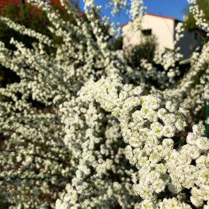 KUROWSCY питомник декоративных деревьев и кустарников